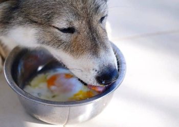 Can Dogs Consume Eggs? 7 Shocking Facts to Know