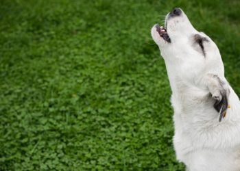 What Causes Dogs to Howl? – 5 Facts you need to know