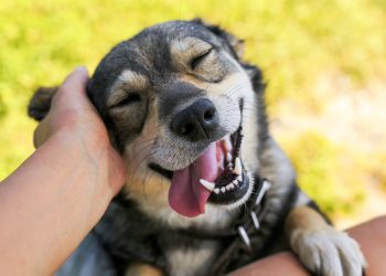 My Dog Doesn’t Show Any Affection Toward Me – What Should I Do?