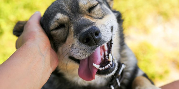 My Dog Doesn’t Show Any Affection Toward Me – What Should I Do?