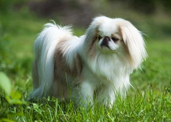 What you need to know about the Japanese Chin dog? breed and Traits