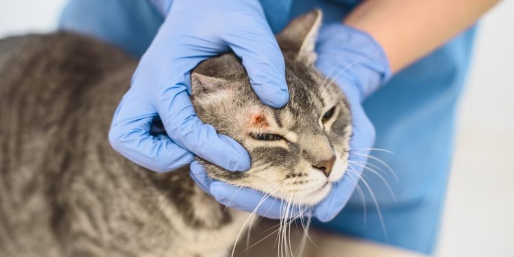 Cats with Ringworm: Signs, Diagnosis, and Treatment – 7 Tips to Know