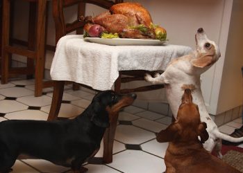 Is it Safe for Dogs to Eat Turkey? 7 Fact you need to Know