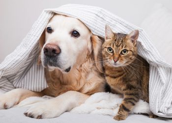 What Dog Breed is the Most Appropriate for My Cat? 5 Thing to Know