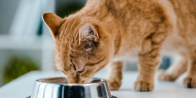 What is the significance of fibre in cat food? 5 Things to know