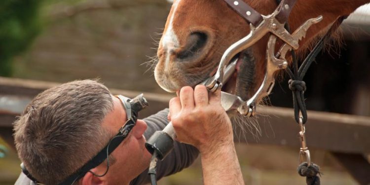 Horse Teeth: What You Need to Know