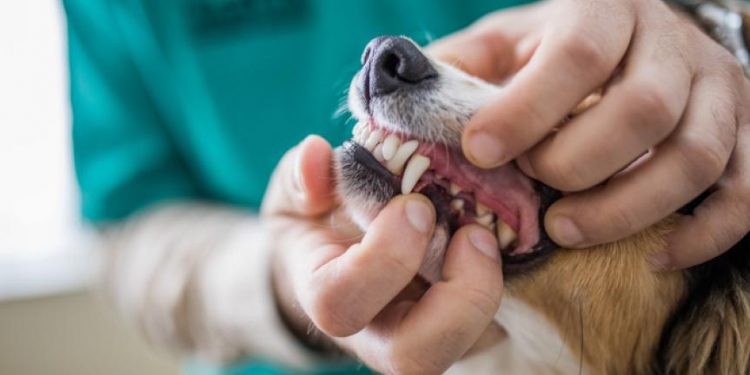 How Much Does Dog Teeth Cleaning Cost?