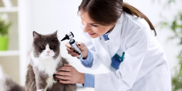What in the World is Pet Insurance?