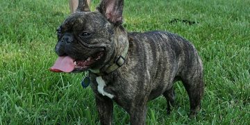 FRENCH BULLDOG