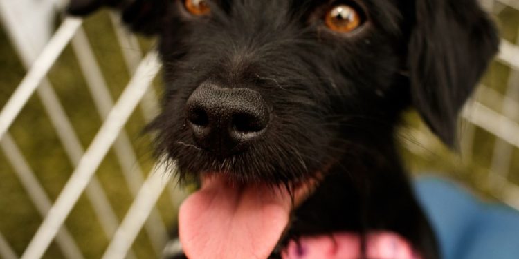 RESCUE DOGS ARE THE BEST FOR THESE REASONS.