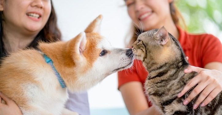 Companion Pet Training: Building a Lifelong Bond