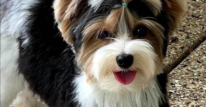 The Ultimate Guide to the Biewer Terrier: History, Characteristics, Care, and More!
