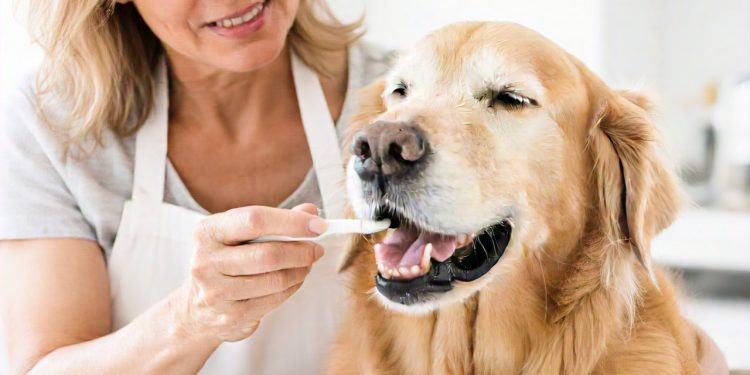 10 Essential Tips for Keeping Your Dog’s Teeth Healthy